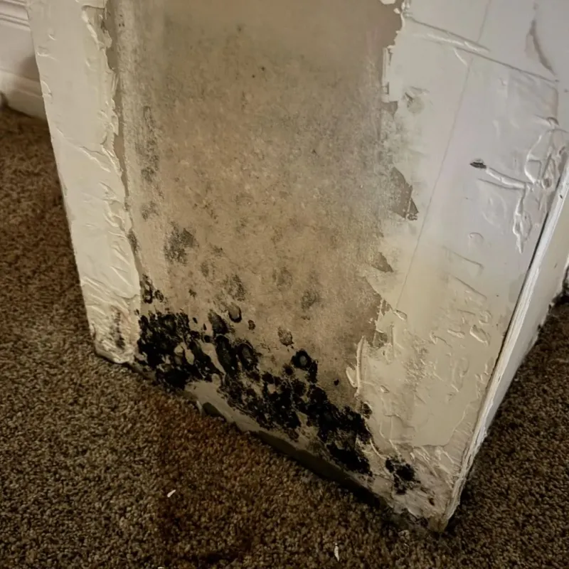 Professional Mold Removal in Mexico Beach, FL